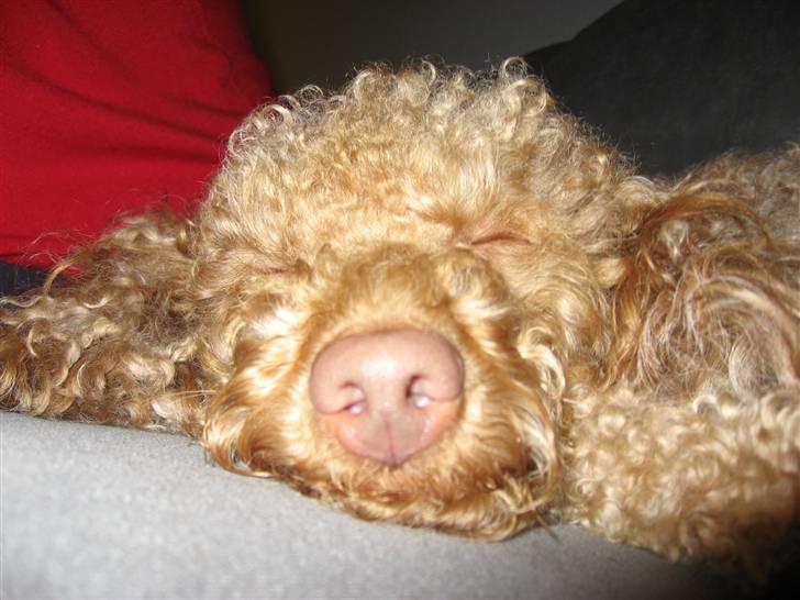 Dværgpuddel Ludvig billede 19