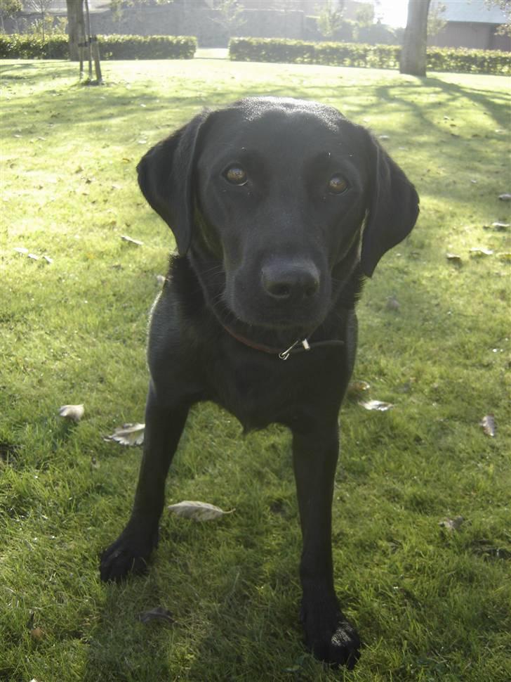 Labrador retriever Dina  billede 6
