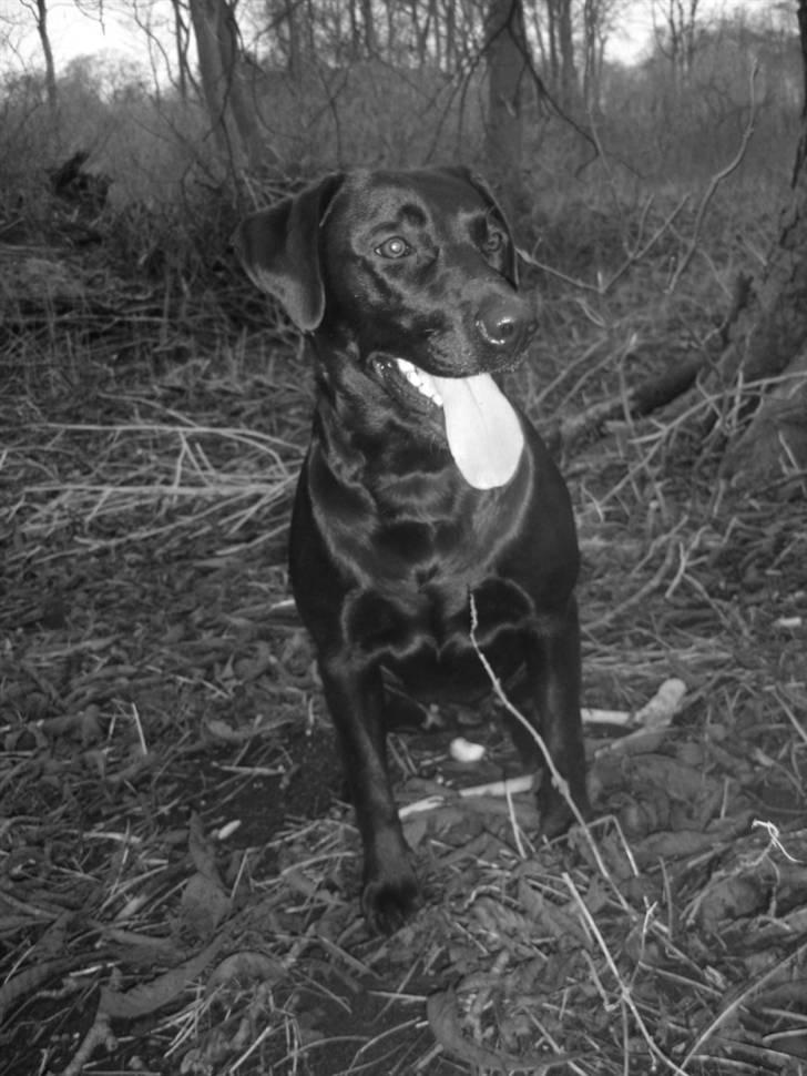 Labrador retriever Dina  billede 7