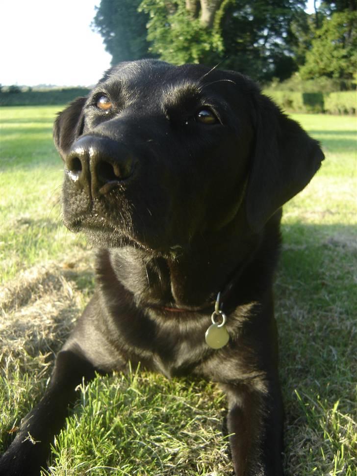 Labrador retriever Dina  billede 8