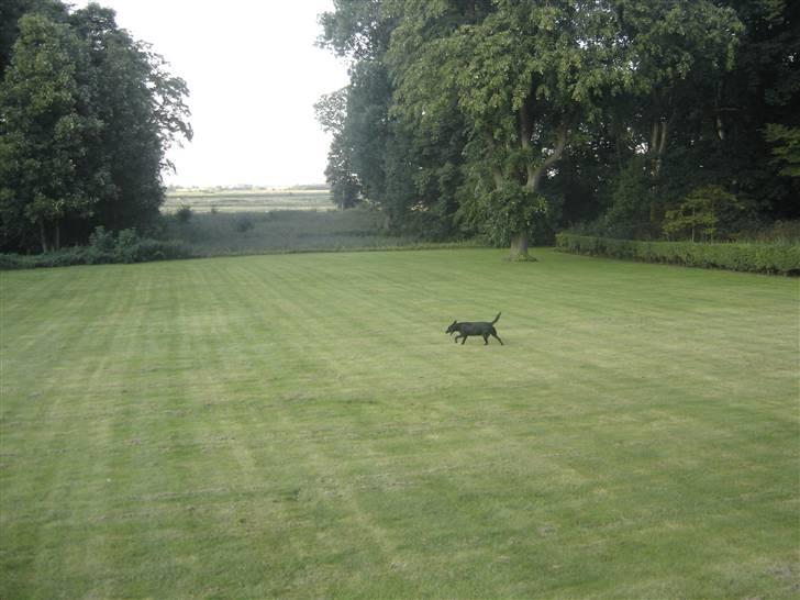 Labrador retriever Dina  billede 9