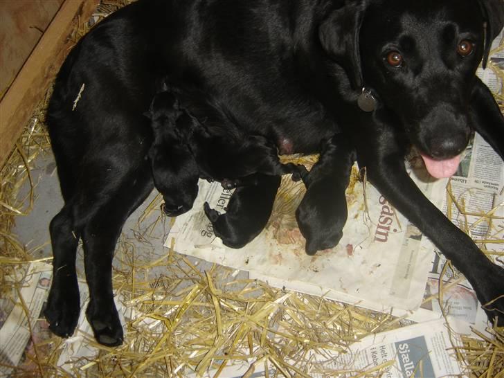 Labrador retriever Dina  - Hun har også haft hvalpe :) billede 10