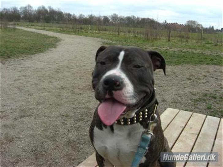 Blanding af racer Kato billede 1