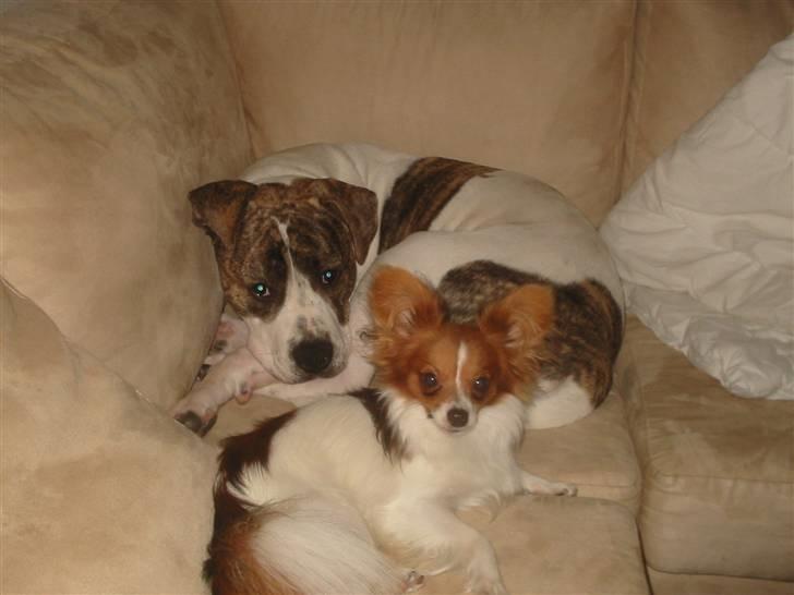 Amerikansk bulldog Samson - Hyggetid;) billede 12