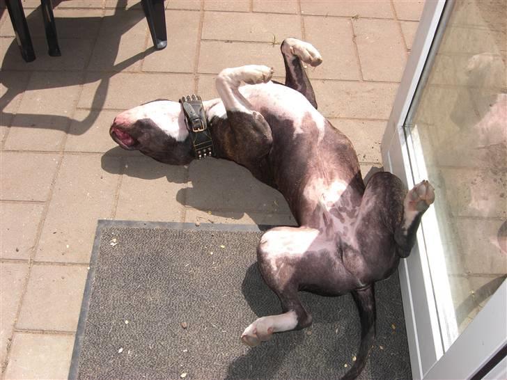 Blanding af racer Kato billede 2