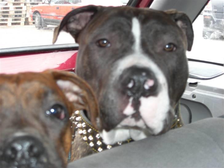 Blanding af racer Kato billede 3