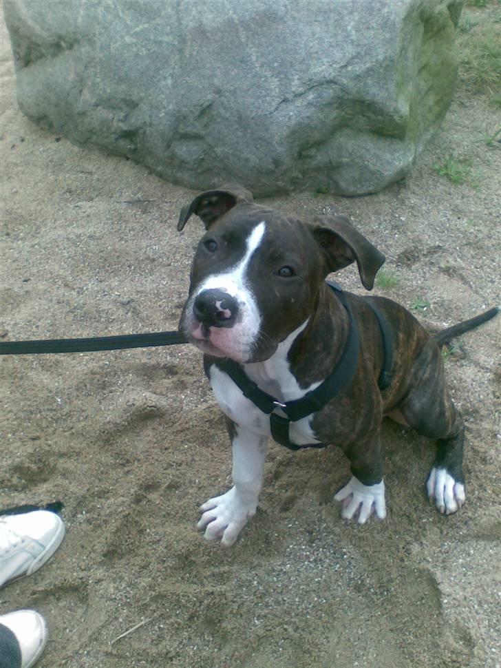 Blanding af racer Kato billede 4