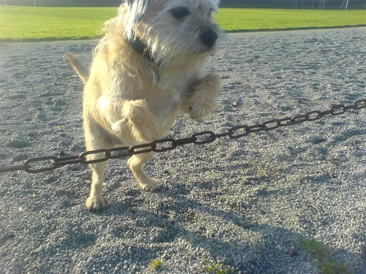 Border terrier Bamse - når hvor sød hihi billede 15