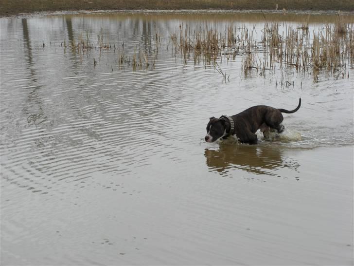 Blanding af racer Kato billede 5