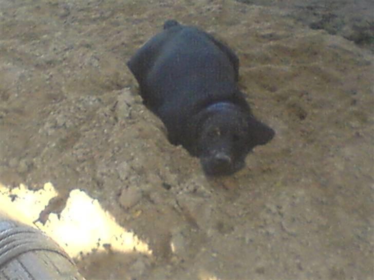 Labrador retriever louis - man ligger godt i sandet billede 12