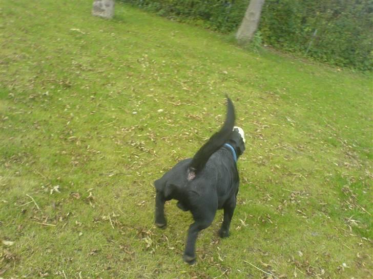 Labrador retriever louis - fuld fart fremad billede 13