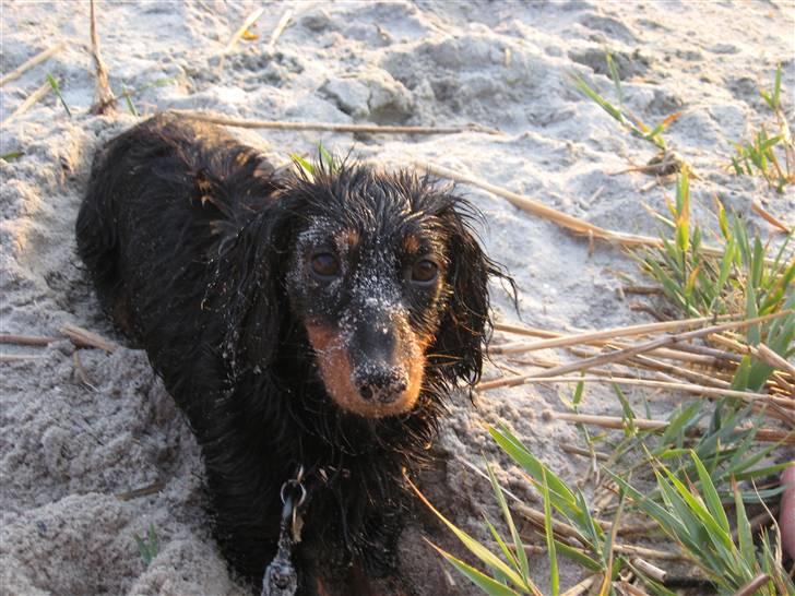 Dværggravhund Pixi - Hej med jer alle det er så mig der er den lille Pixi ;) billede 1