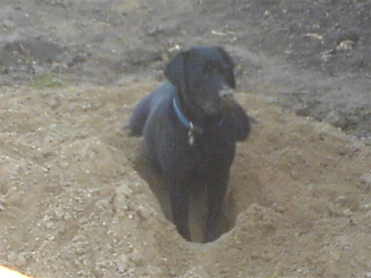 Labrador retriever louis - uuh... se hvor flot jeg er billede 14