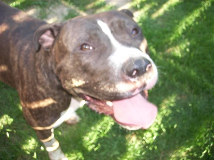 Blanding af racer Kato billede 6