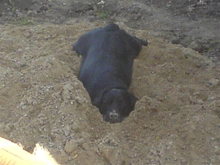 Labrador retriever louis - jeg hygger mig rigtig billede 15