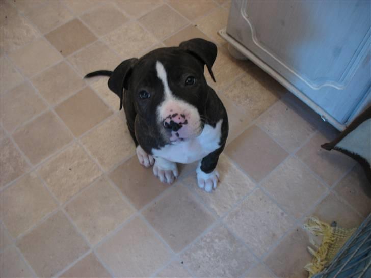 Blanding af racer Kato - "Er jeg ikke sød"? billede 7