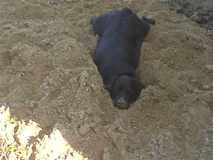 Labrador retriever louis - jeg strækker mig helt ud, så jeg ligner en frø billede 16