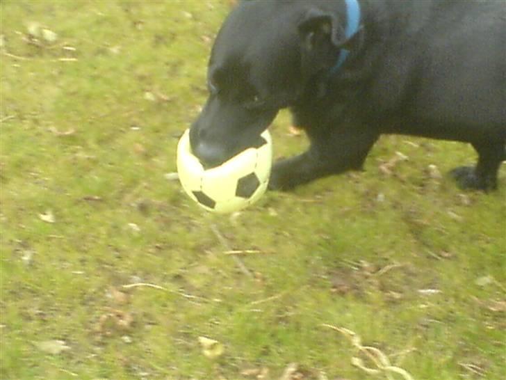 Labrador retriever louis - jeg løber bare så hurtigt at det var svært at få et billed af mig billede 17