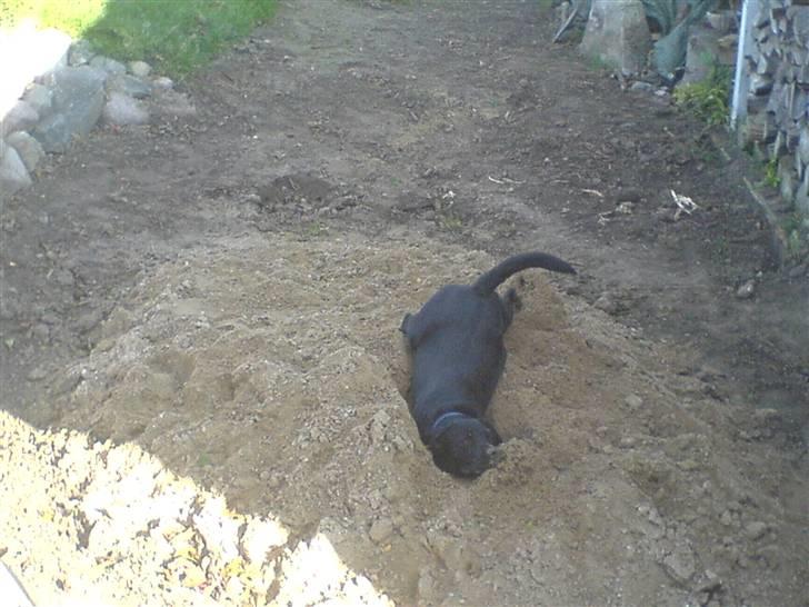 Labrador retriever louis - uh jeg logrer med halen, nu bliver det først rigtig skægt billede 18