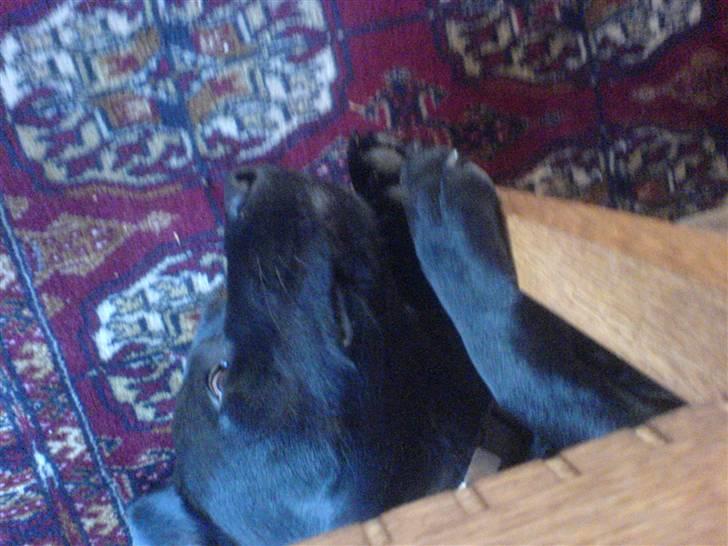 Labrador retriever louis - det er bare super at ligge neden under stasias stol billede 19