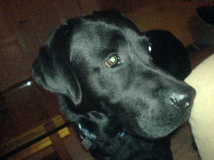 Labrador retriever louis - hva mon der er her billede 20