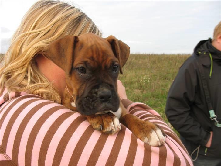 Boxer Emma billede 1