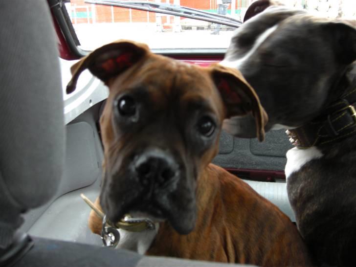 Boxer Emma billede 2