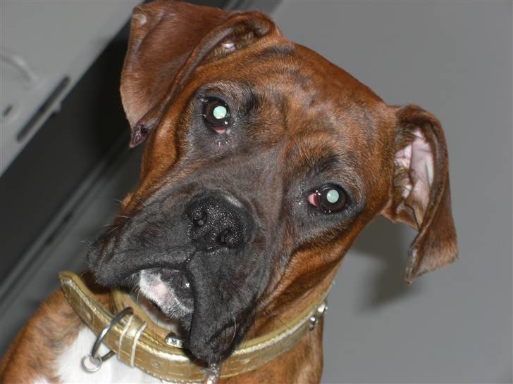 Boxer Emma billede 3