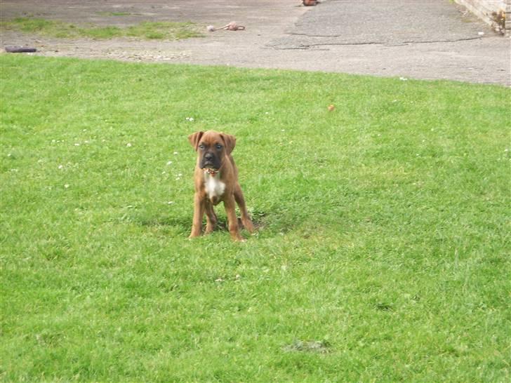 Boxer Emma billede 4