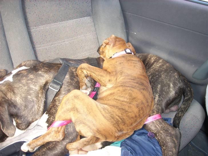 Boxer Emma billede 5