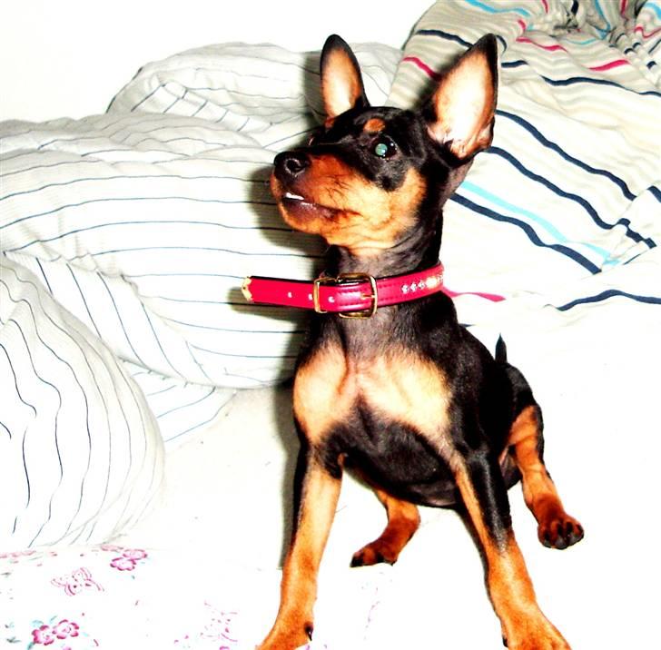 Dvaergpinscher Bella Cherié billede 12