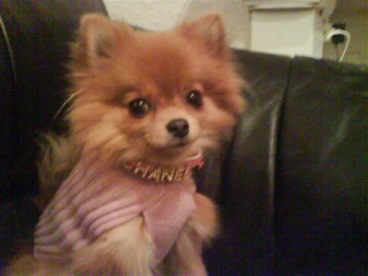 Pomeranian Chanel, Wieberg's Højbo - Nelle på vej ud i blæse-vejr:) billede 6