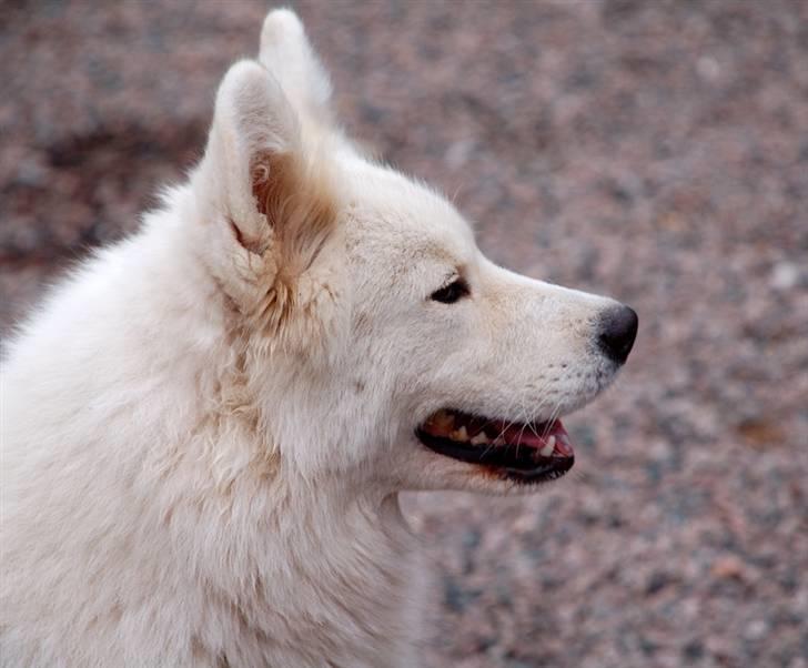 Samojedhund Audi  billede 2