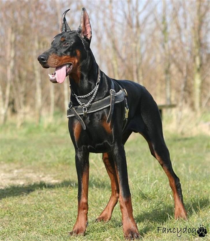 Dobermann Kaiser - Velkommen til min profil billede 1