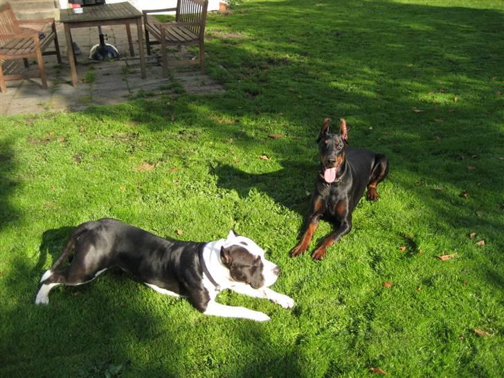 Dobermann Kaiser - Her ligger jeg i haven med playpal cæsar billede 3