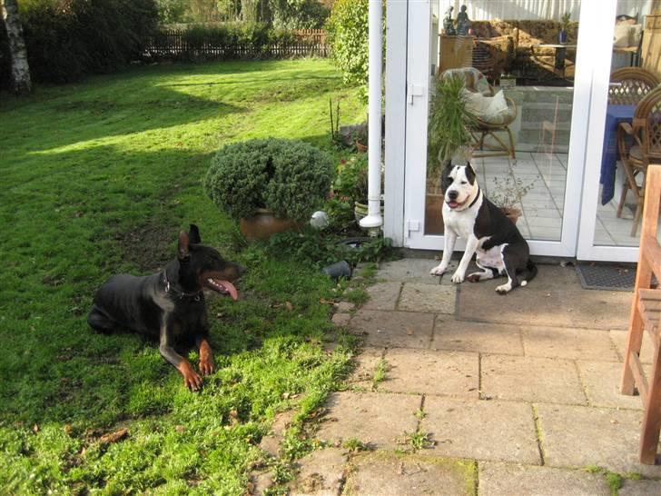 Dobermann Kaiser - Griller i solen billede 5