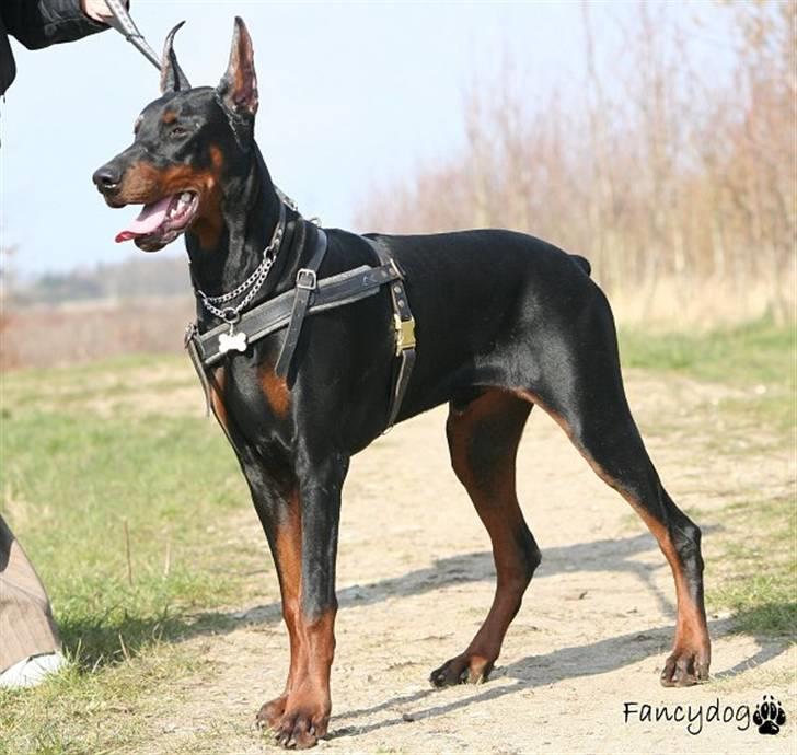 Dobermann Kaiser billede 6