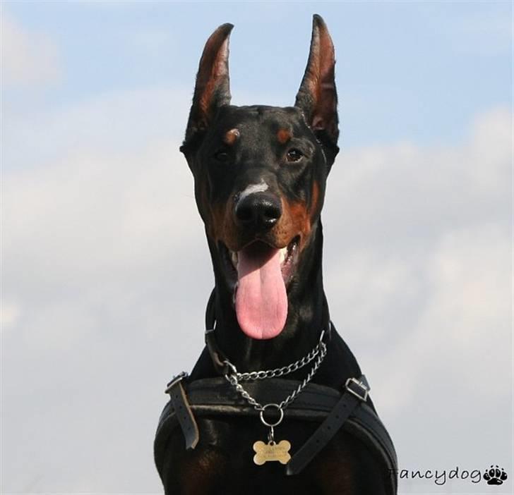 Dobermann Kaiser billede 7