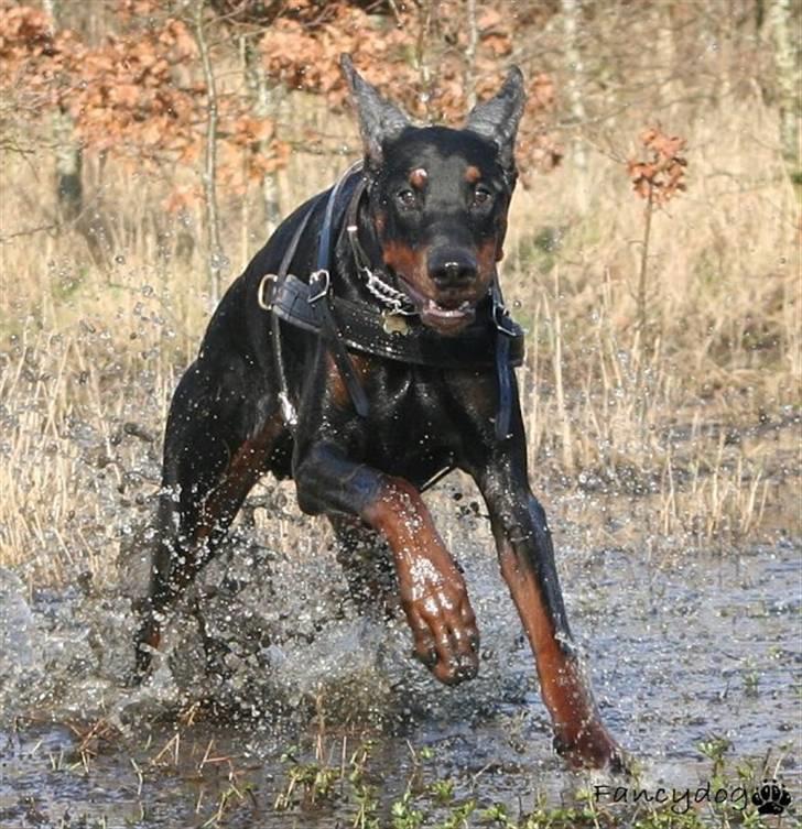 Dobermann Kaiser billede 8