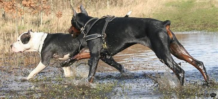 Dobermann Kaiser billede 9