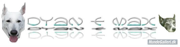 Hvid schæfer Dyan   rip - her er dyan og max  billede 9