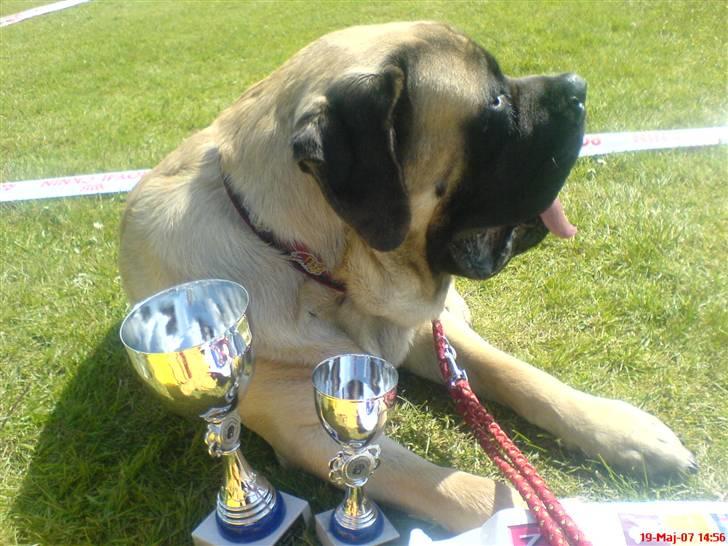 Mastiff zondors amazing luffe - her har Luffe vundet en 1. præmie og blev 4. bedste hanhund billede 1
