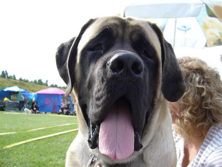 Mastiff zondors amazing luffe - der er nogen der siger jeg har et stort grødhovede, det kan da ikke passe !! billede 2