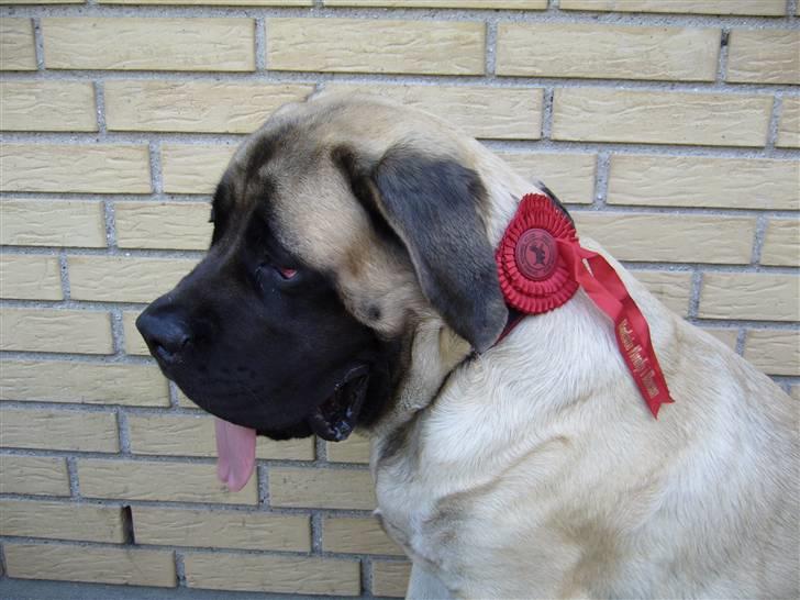 Mastiff zondors amazing luffe - her er Luffe blevet bedste hvalp i racen. billede 3
