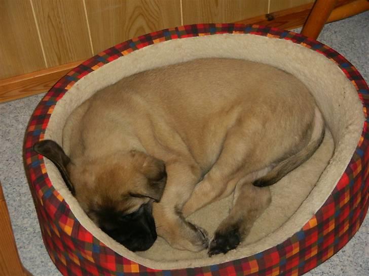 Mastiff zondors amazing luffe - dejligt man kan stjæle kattenes seng !! billede 4