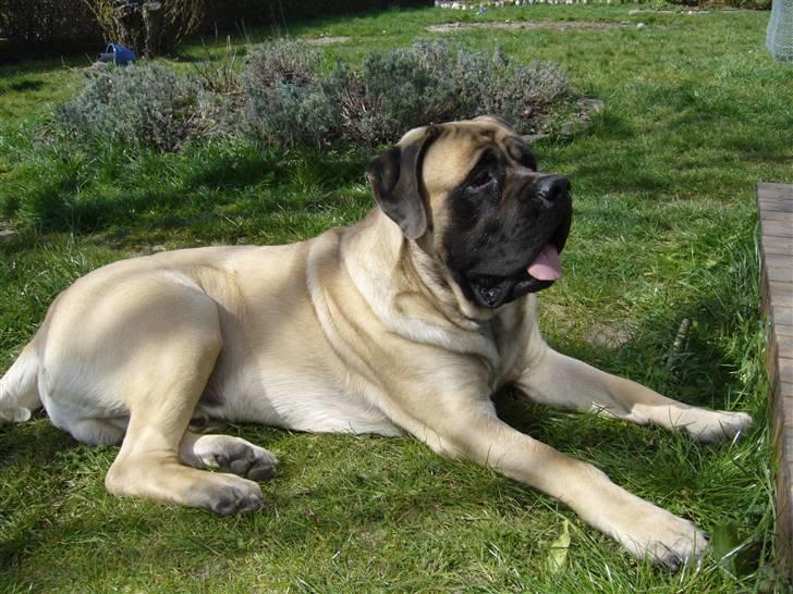 Mastiff zondors amazing luffe - holder øje med hele haven... billede 5