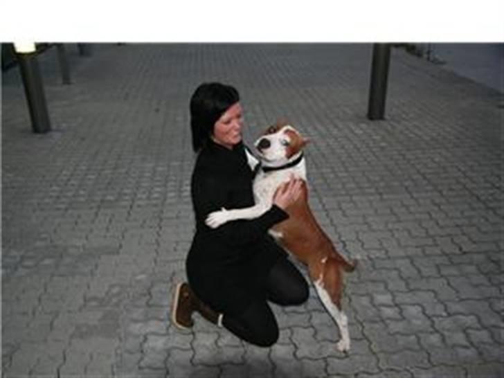 Amerikansk staffordshire terrier ¤GIULY¤ billede 11