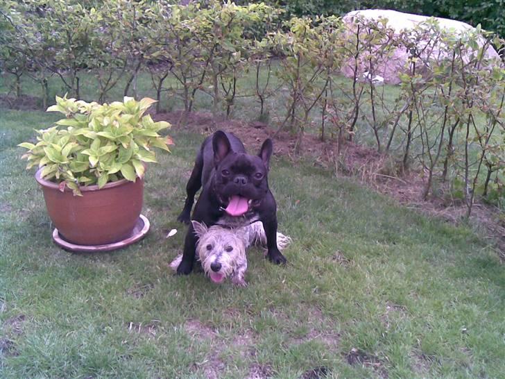 Fransk bulldog Bruce - "Her leger jeg med min bedste veninde Frida" billede 1