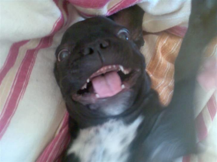 Fransk bulldog Bruce - "Nu er jeg lidt fjollet" billede 2