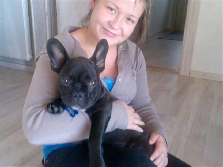 Fransk bulldog Bruce - "Jeg sidder lige og hygger hos min mor" :-) billede 3